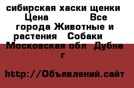 сибирская хаски щенки › Цена ­ 10 000 - Все города Животные и растения » Собаки   . Московская обл.,Дубна г.